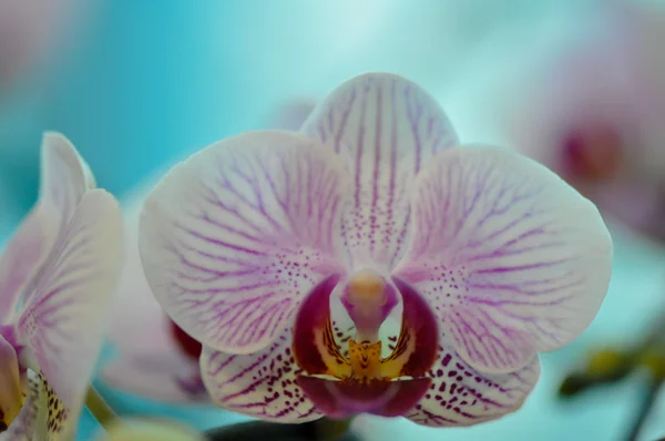 Polychrome butterfuly orchids — Stock Photo, Image