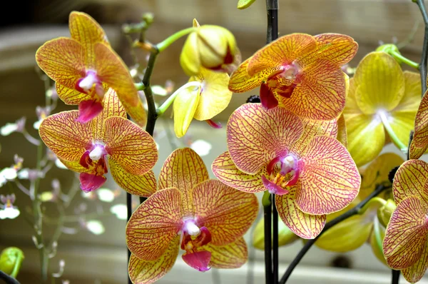 Polychroom butterfuly orchideeën — Stockfoto