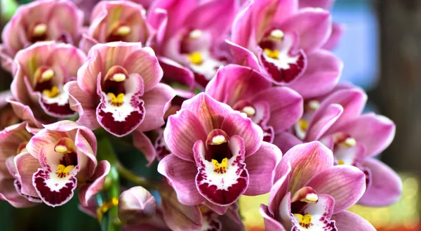 Polykrom butterfuly orkidéer — Stockfoto