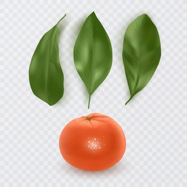 Tangerin Segar Dengan Daun Hijau Dan Oranye Ilustrasi Vektor - Stok Vektor