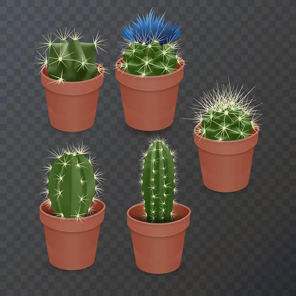Verzameling Van Realistische Cactussen Bloempot Donkere Achtergrond Vectorformaat — Stockvector