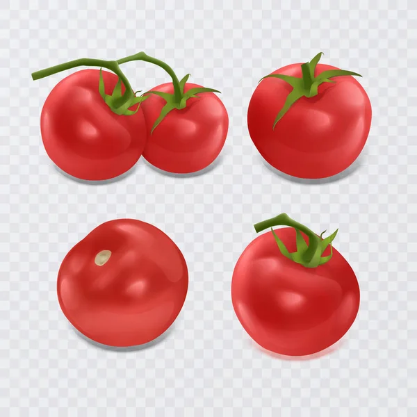 Tomate Realista Conjunto Ilustración Vector Tomate Maduro Rojo — Vector de stock