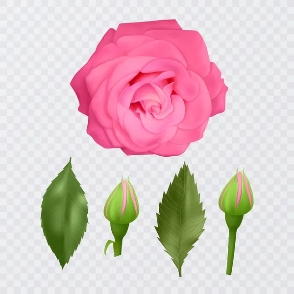 Realistic pink rose on transparent background, vector illustration —  Vetores de Stock