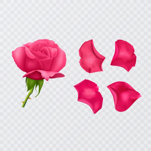 Pétales Rose Rouge Sur Fond Transparent Rose Réaliste Format Vectoriel — Image vectorielle