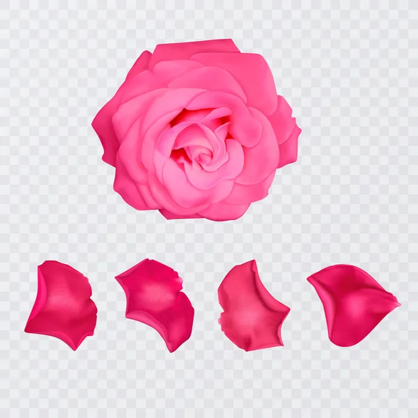 Pétales Rose Rouge Sur Fond Transparent Rose Réaliste Format Vectoriel — Image vectorielle