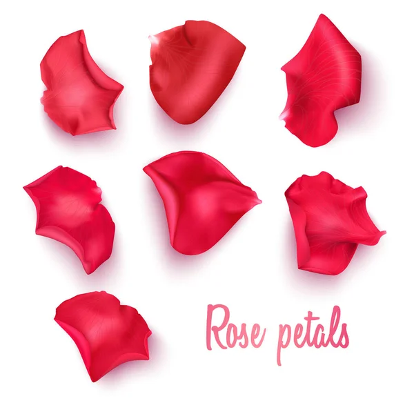 Pétalos Rosa Roja Sobre Fondo Transparente Rosa Realista Formato Vectorial — Vector de stock