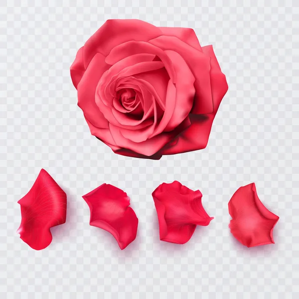 Piros Rózsaszirmok Átlátszó Háttérrel Realisztikus Rózsa Vektor Formátum — Stock Vector