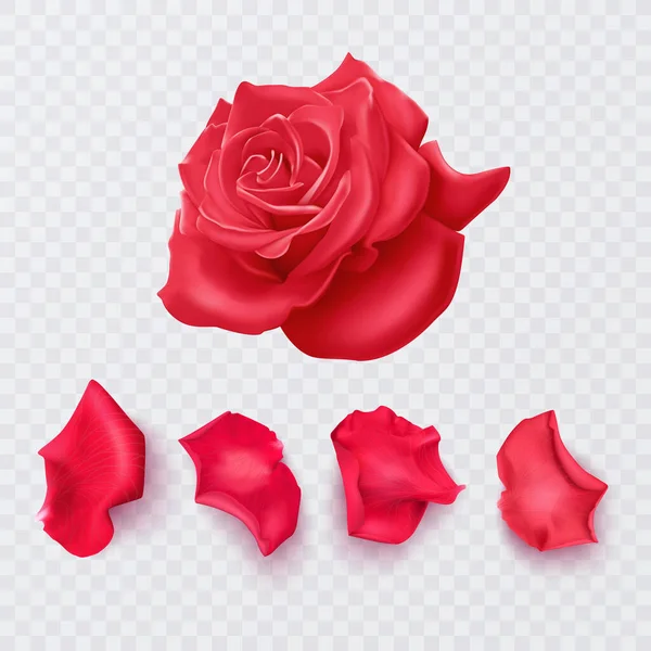透明な背景に赤いバラの花びらと現実的なバラ ベクトル形式 — ストックベクタ