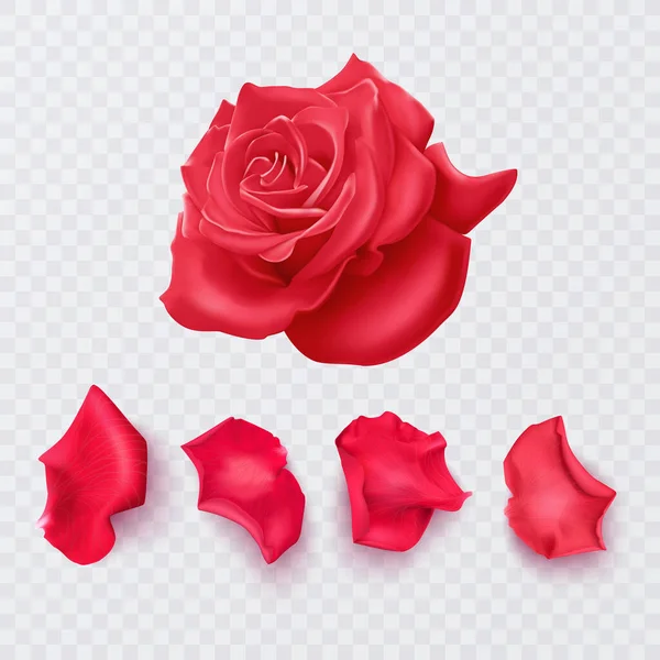 Red Rose Petals Transparent Background Realistic Rose Vector Format —  Vetores de Stock