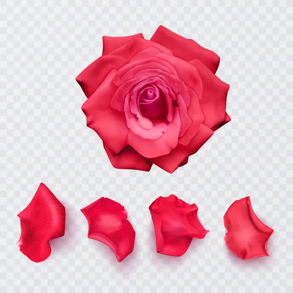 Piros Rózsaszirmok Átlátszó Háttérrel Realisztikus Rózsa Vektor Formátum — Stock Vector