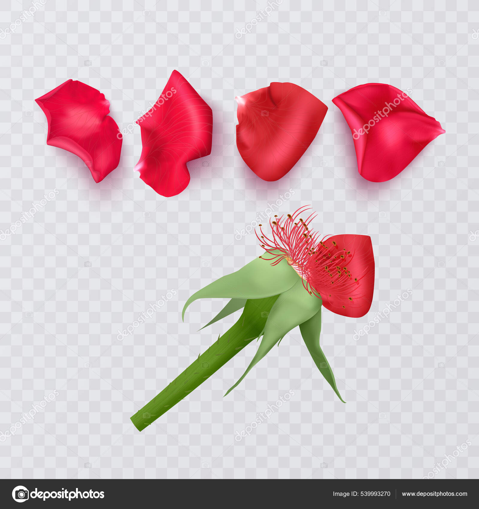 Pétalos Rosa Roja Sobre Fondo Transparente Rosa Realista Formato Vectorial  Vector de stock #539993270 de ©RaZalina, image size:1600x1700