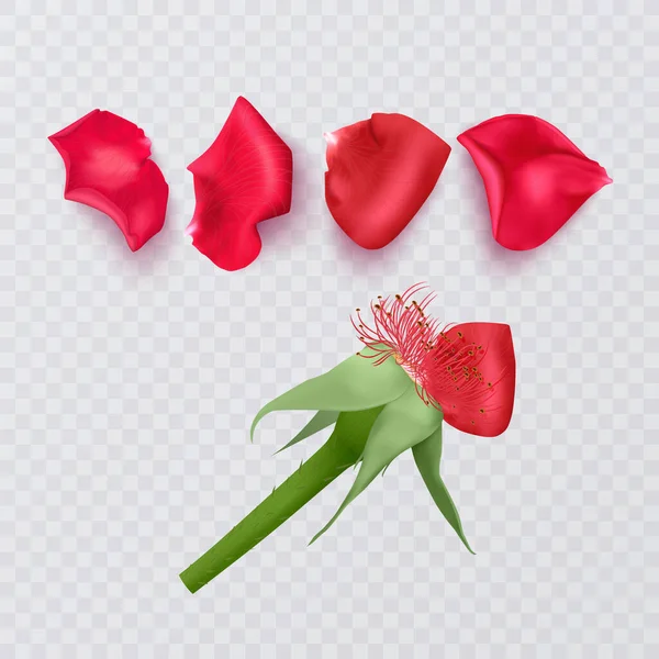 Пелюстки Червоної Троянди Прозорому Фоні Реалістична Троянда Векторний Формат — стоковий вектор