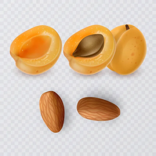 Apricot Seeds Almonds Ripe Apricot Transparent Background Vector Format — Stockový vektor