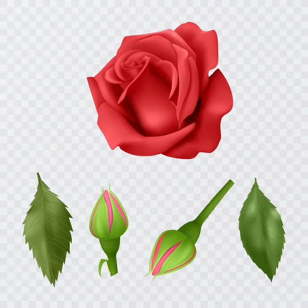 Yellow Rose Leaves Realistic Illustration Transparent Background Vector Illustration —  Vetores de Stock