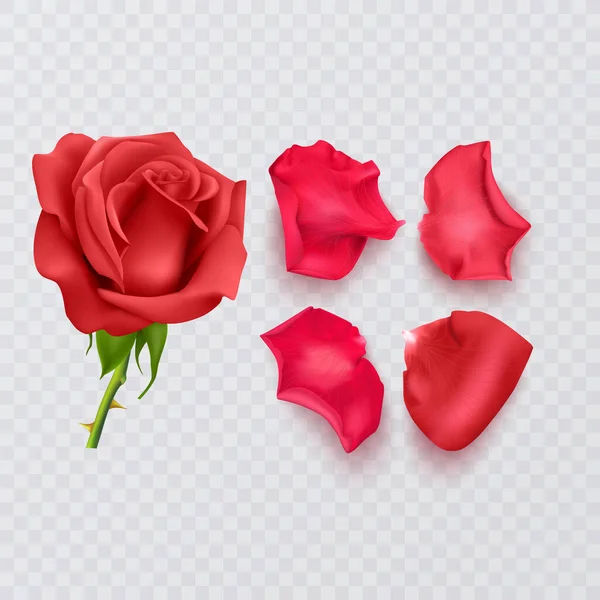 Red Rose Petals Transparent Background Realistic Rose Vector Format — Stockvektor