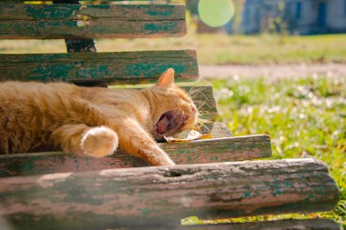 Komik kızıl saçlı kızıl kedi çimlerin üzerinde Sonbahar fotoğrafı açık havada