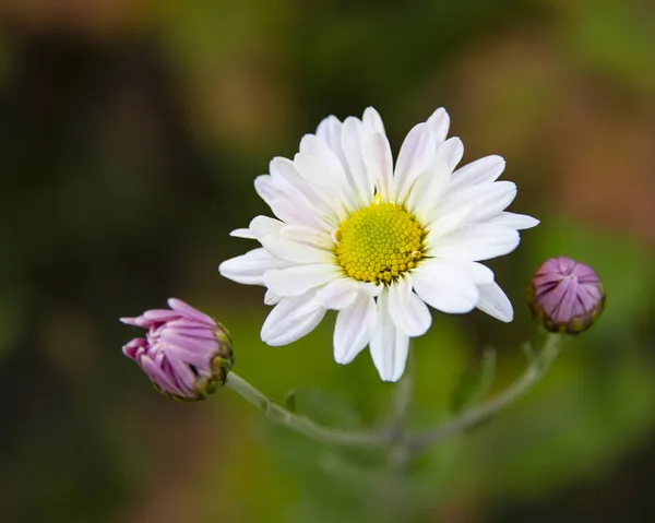 Beautiful White Daisy Chrysanthemum Autumn Nature Bright Blooming — Stock Photo, Image