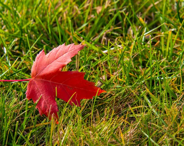 Autumn Leaf Red Color Green Grass Backgrond — Stock Photo, Image