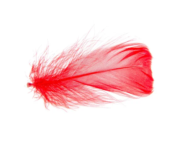 明亮的红色羽毛 在白色的背景上与世隔绝 — 图库照片
