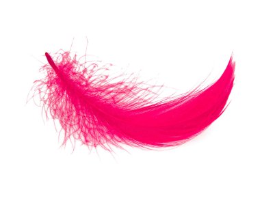 Beyaz arkaplanda izole edilmiş parlak pembe tüy.