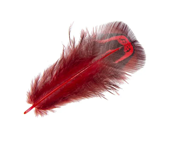 Bright Red Feather Elegant Isolated White Background — Stock Photo, Image