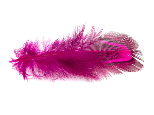 Bright Pheasant Feather Elegant Isolated White Background — Stock Photo, Image