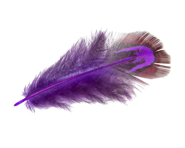 Bright Pheasant Feather Elegant Isolated White Background — Stock Photo, Image