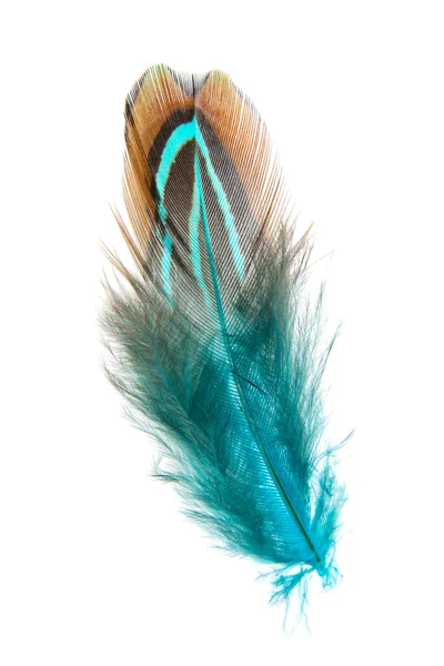 Bright Pheasant Feather Elegant Isolated White Background — Stock Photo, Image