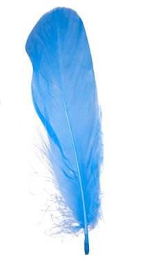 Beyaz arkaplanda yalıtılmış zarif mavi tüy