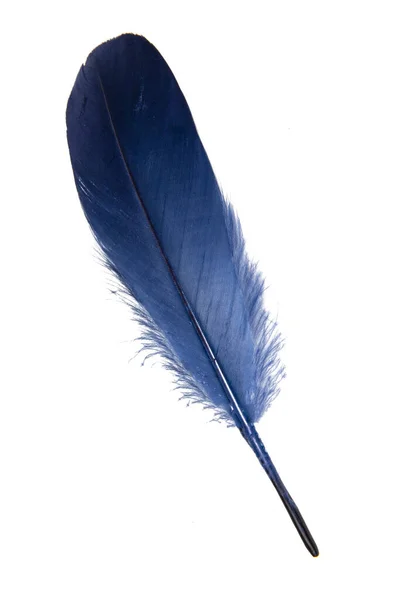 优雅的蓝色羽毛在白色背景上被隔离 — 图库照片