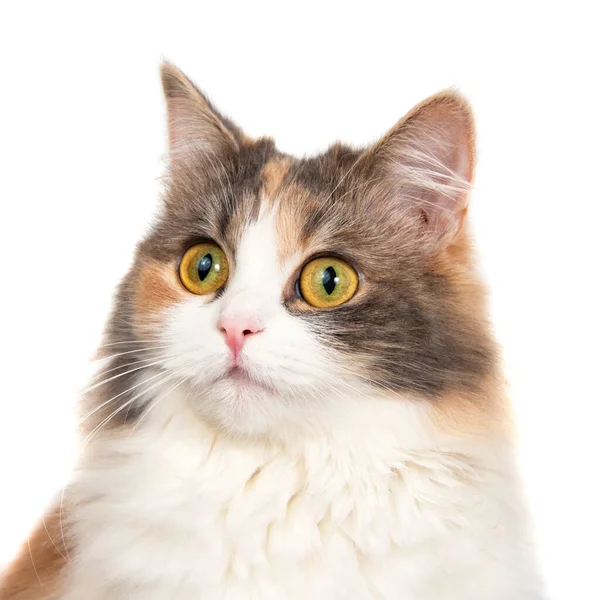 Heldere Grappige Veelkleurige Kat Geïsoleerd Witte Achtergrond — Stockfoto