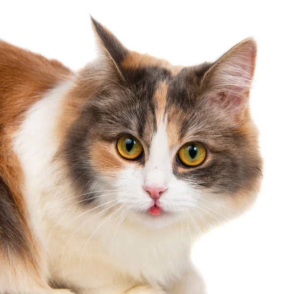 Heldere Grappige Veelkleurige Kat Geïsoleerd Witte Achtergrond — Stockfoto