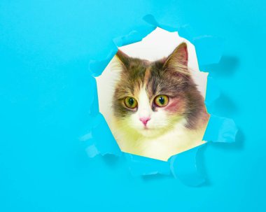 Zarar görmüş, kopyalama alanı olan güzel, parlak bir kedi.