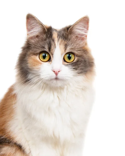 明るい面白い多色猫の肖像画は 白の背景に隔離 — ストック写真