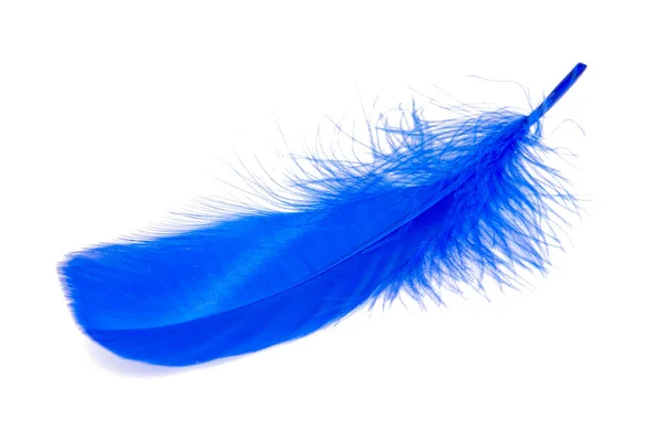 Pena Elegante Azul Suave Isolado Fundo Branco — Fotografia de Stock