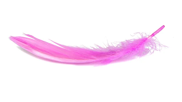 Pink Elegant Feather Isolated White Backround — Fotografia de Stock