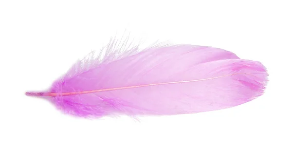 Pink Elegant Feather Isolated White Backround — Stock Photo, Image