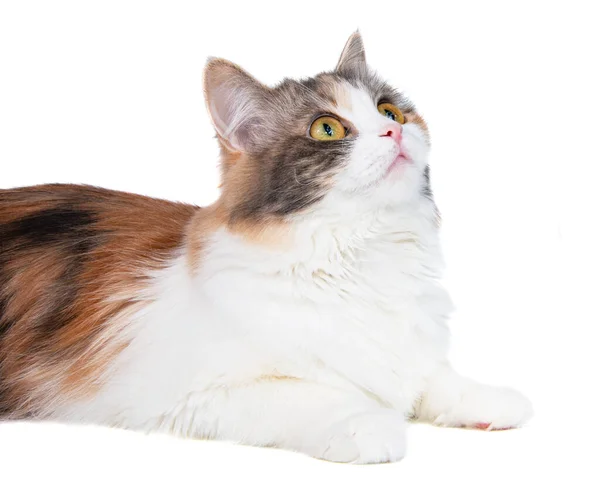 Světlé Nadýchané Kočka Portrét Izolovaný Bílém Pozadí — Stock fotografie