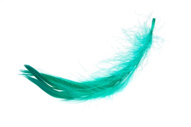 Beyaz arkaplanda yalıtılmış yeşil zarif kuş tüyü