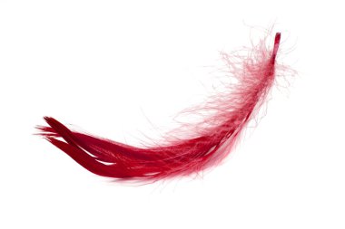 Beyaz arkaplanda kırmızı zarif kuş tüyü izole edilmiş.