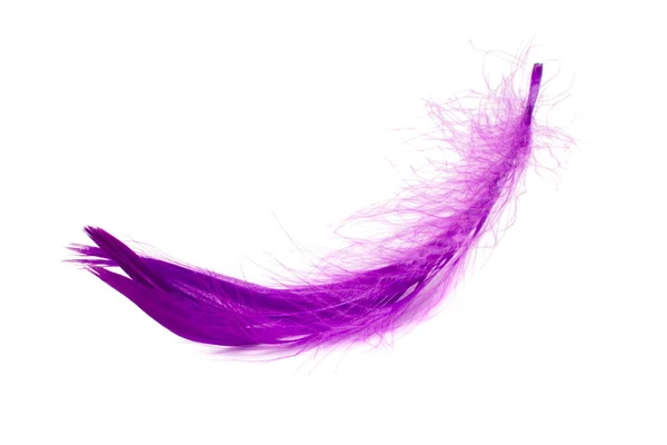 Violet Elegant Bird Feather Isolated White Background — Zdjęcie stockowe