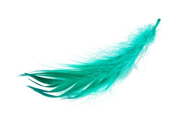 Beyaz arkaplanda yalıtılmış yeşil zarif kuş tüyü
