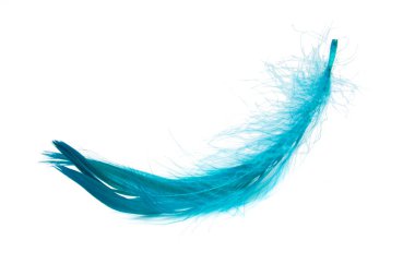 Beyaz arkaplanda mavi zarif kuş tüyü izole edilmiş.