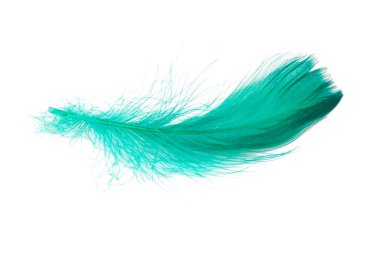 Beyaz arkaplanda yalıtılmış yeşil zarif kuş tüyü