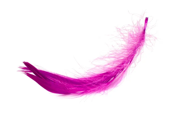 Pink Elegant Bird Feather Isolated White Background — Zdjęcie stockowe