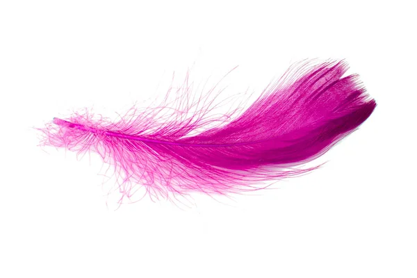 Pink Elegant Bird Feather Isolated White Background — Stockfoto