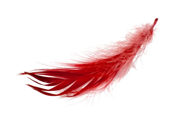 Red Elegant Bird Feather Isolated White Background — Stockfoto