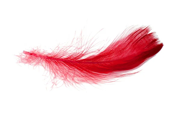 Red Elegant Bird Feather Isolated White Background —  Fotos de Stock