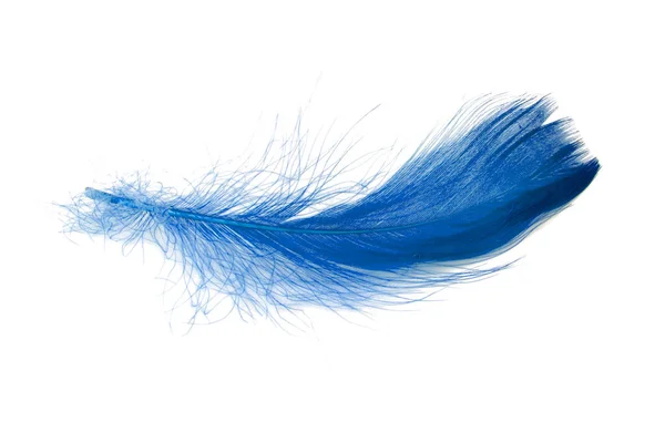 白い背景に隔離された青いエレガントな鳥の羽 — ストック写真