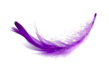 Violet elegant bird feather isolated on the white background